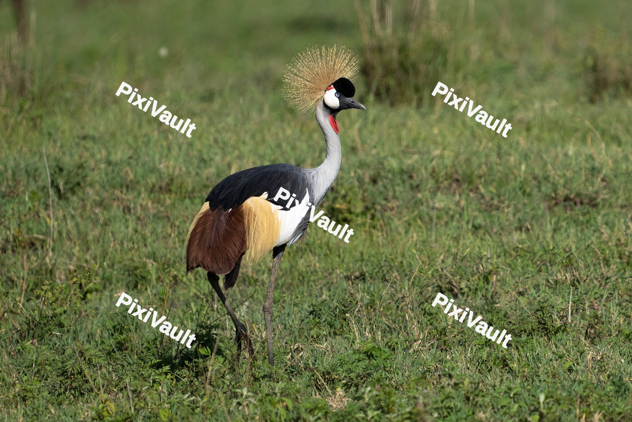 Grey Crowned Crane